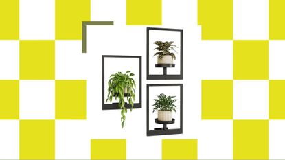 Houseplant display from Amazon