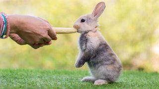 bunny being fed sweetcorn