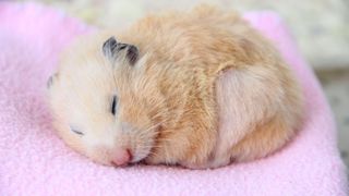 Hamster lying on pink blanket