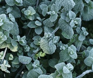 Frosted foliage of a mint plant