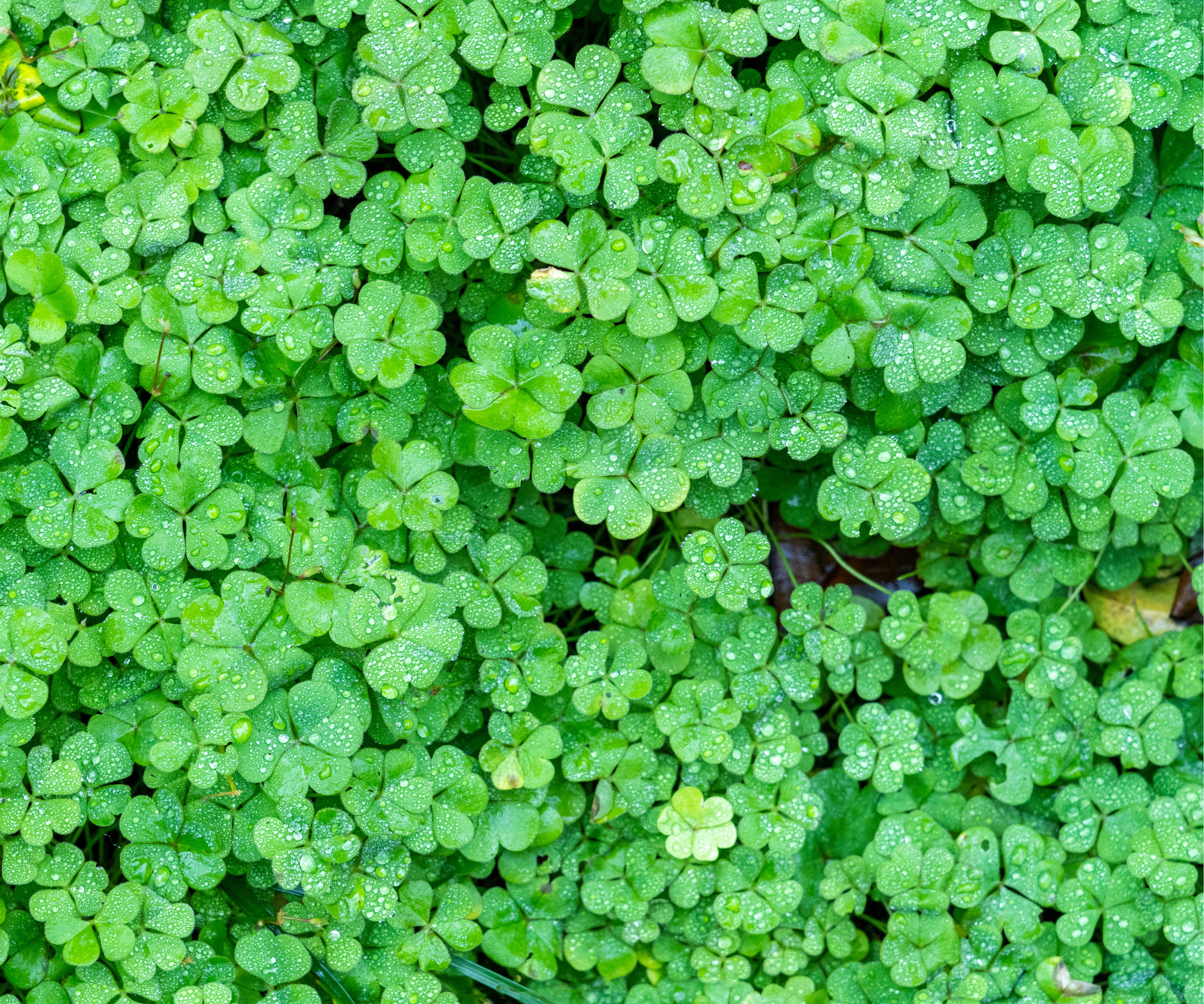 clover lawn