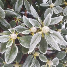rhododendron shrub covered in frost in winter