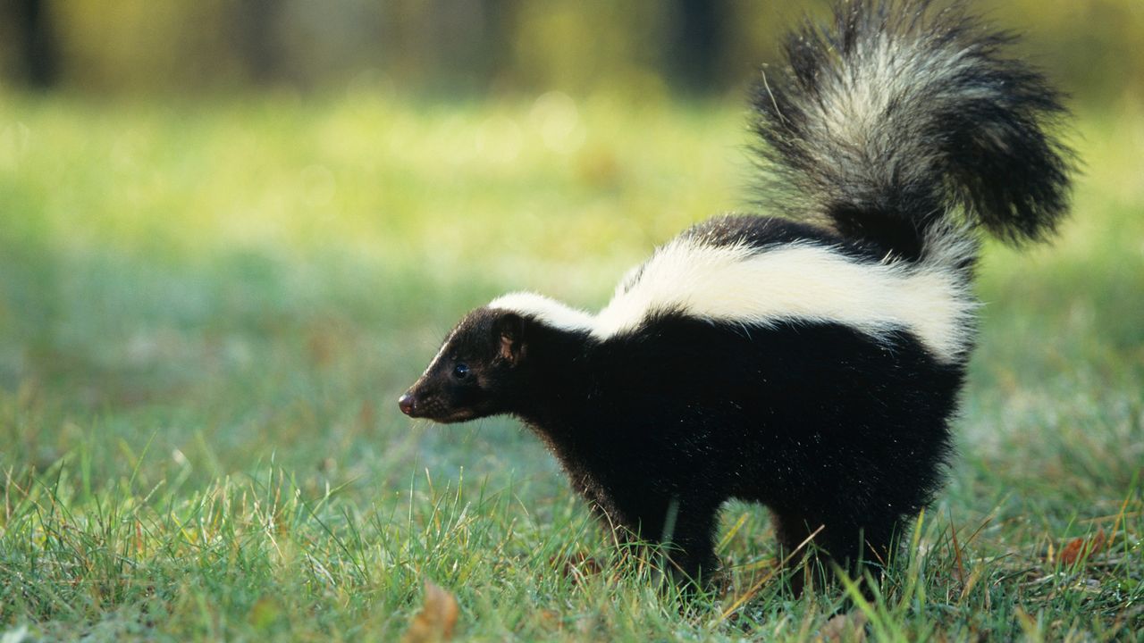 Striped skunk (Mephitis mephitis) spraying, USA