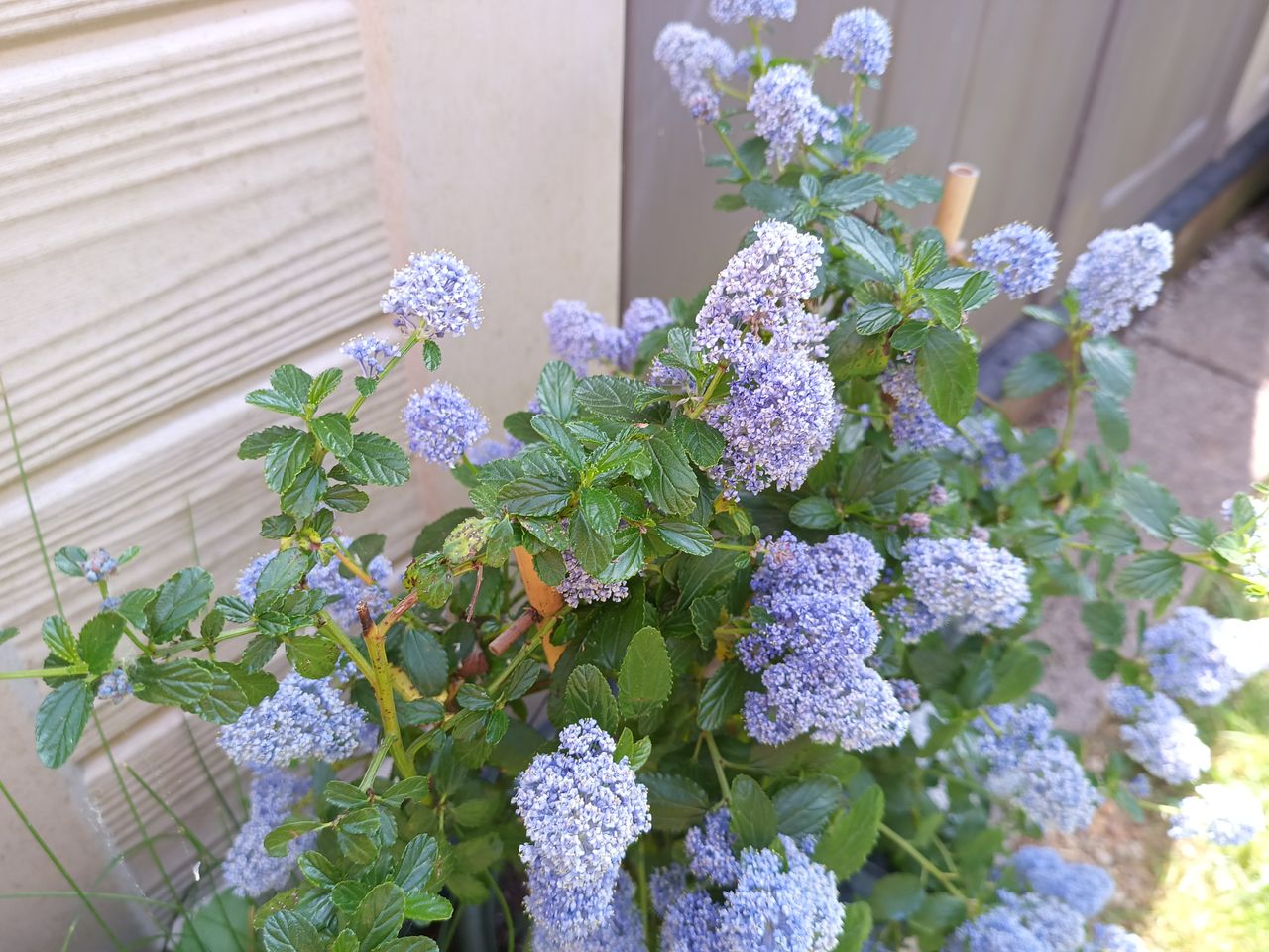 Example images from the Oukitel WP300