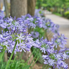 blue agapanthus flowers beside driveway