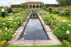 David Austin's rose garden at Albrighton, Shropshire