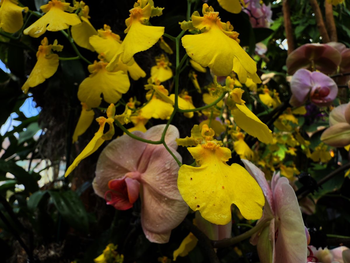 Orchids from the New York Botanical Garden, all photos taken with iPhone 16 Pro