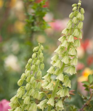 Fritillaria persica 'Ivory Bells' flowers