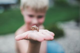 A boy holds a cicada molt in his palm