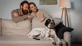 Couple looking at their dalmatian/pointer dog on couch