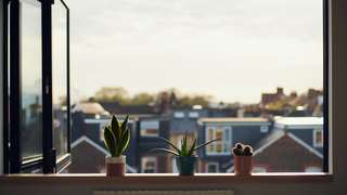 Plants on window sill