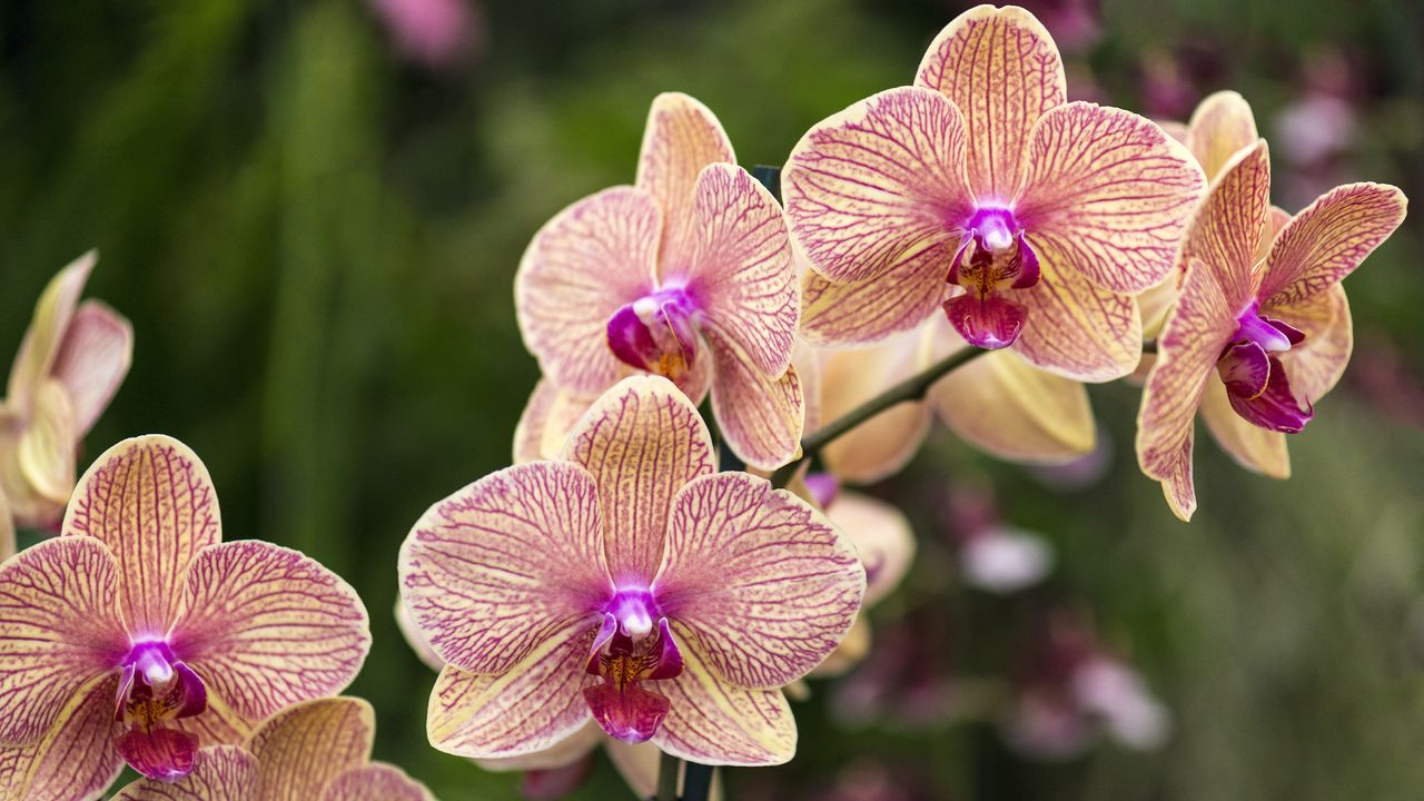 Yellow and pink moth orchid