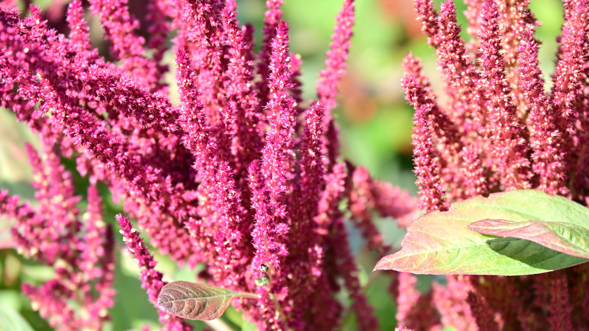 amaranthus plant with detail of rich red grain heads