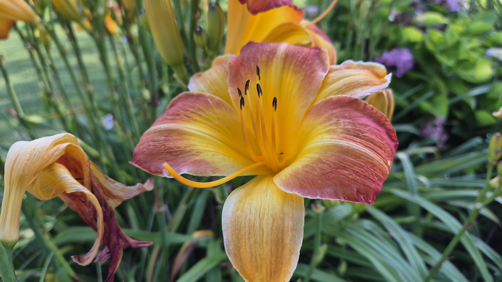 galaxy z flip 7 photo of flower