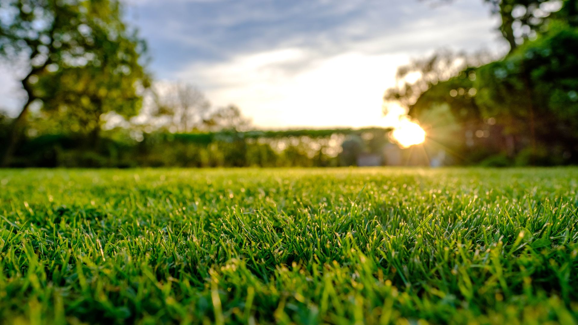 Grass blades