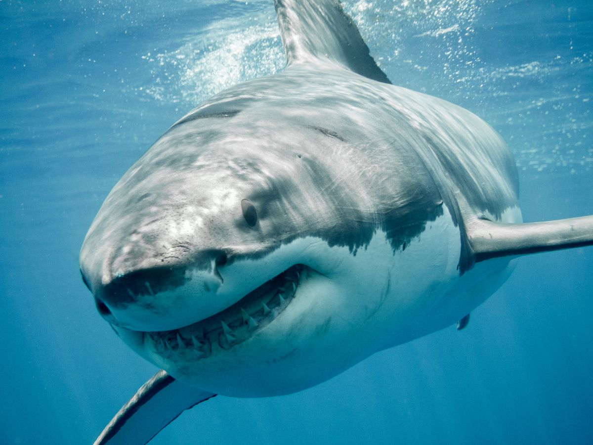 great white shark