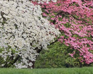 White and pink bracts of flowering dogwood trees