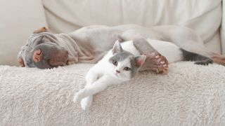 Cat and dog on couch