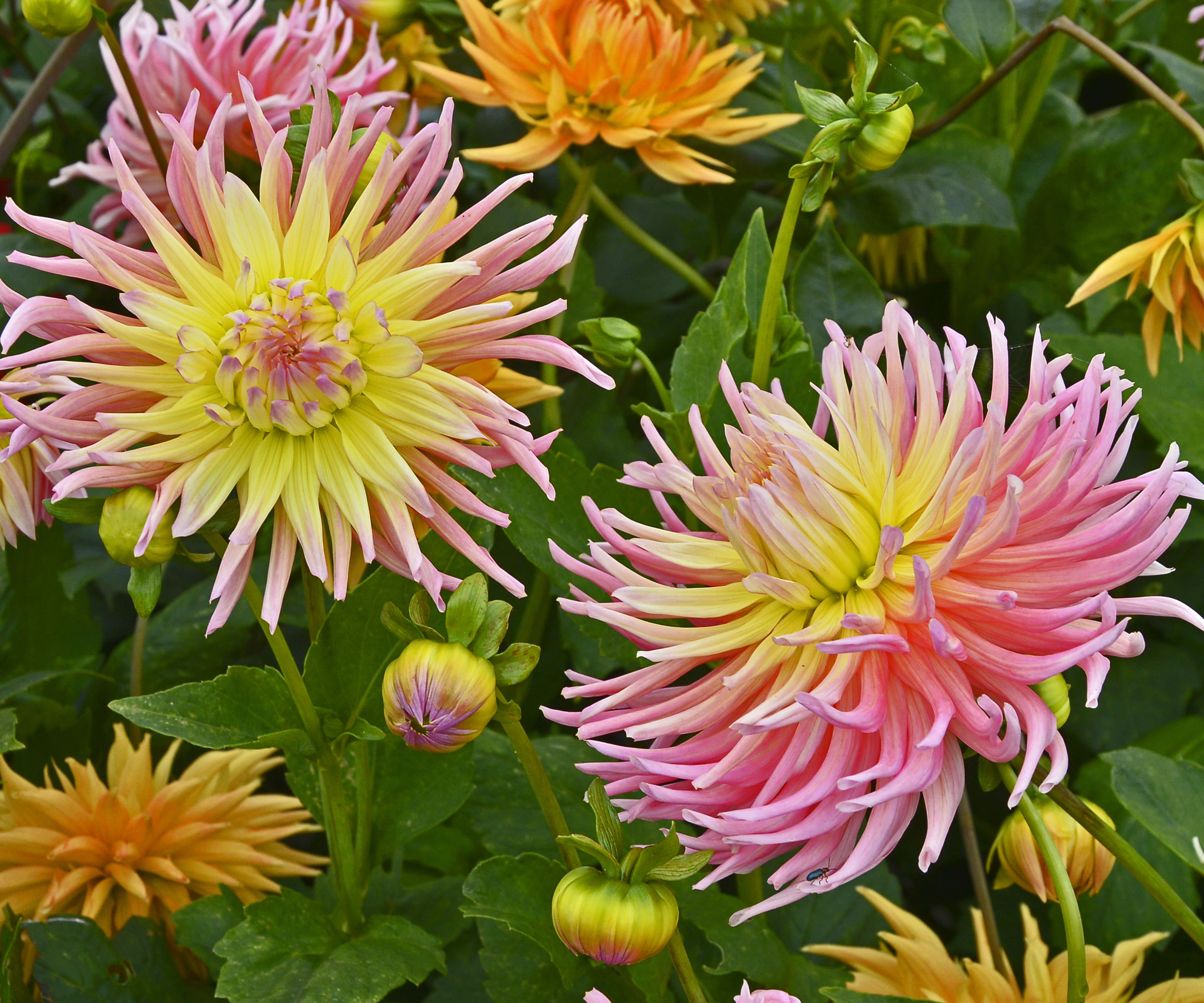 dahlia Karma Sangria flowers in bloom