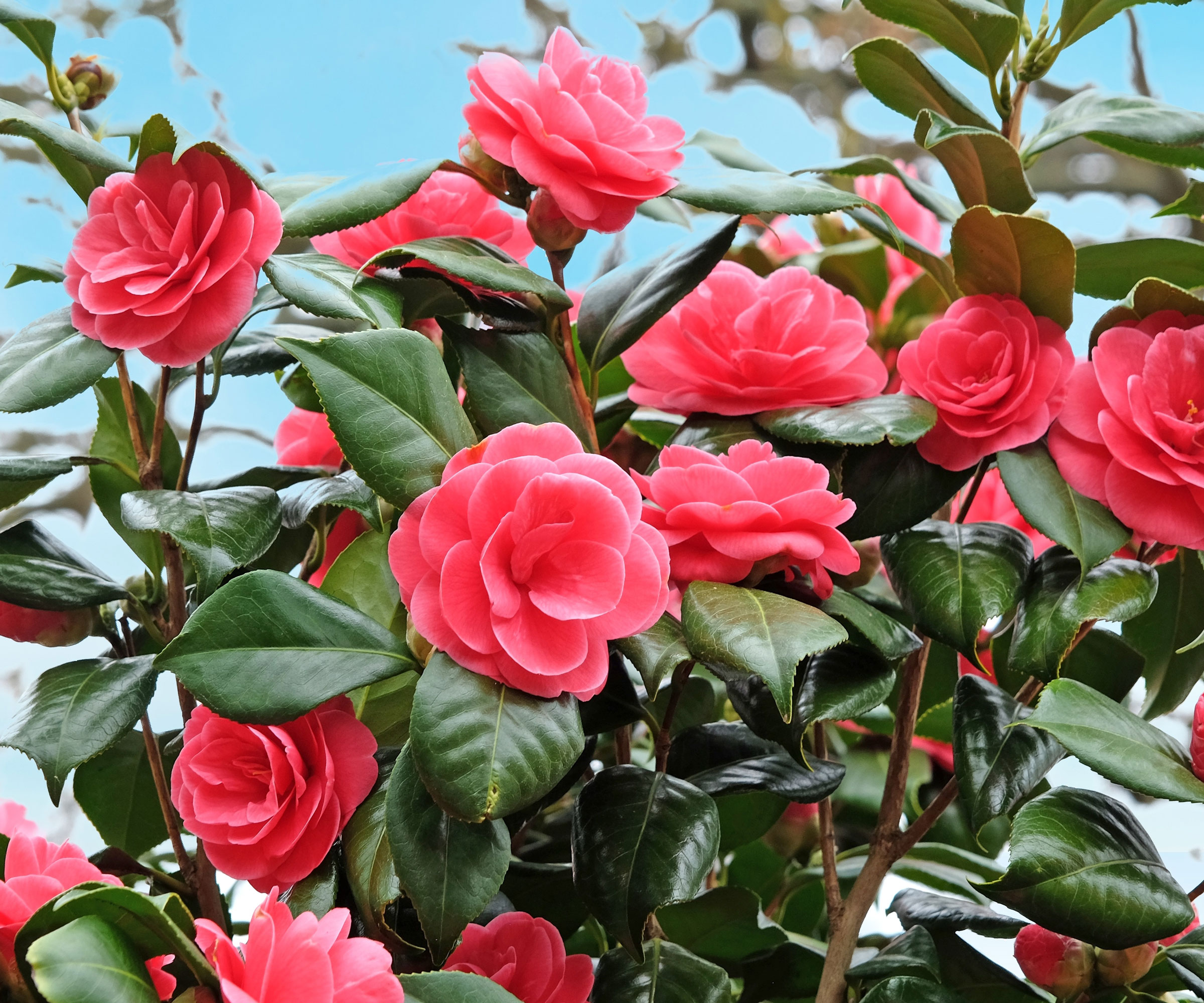 camellia Lady Campbell with red flowers
