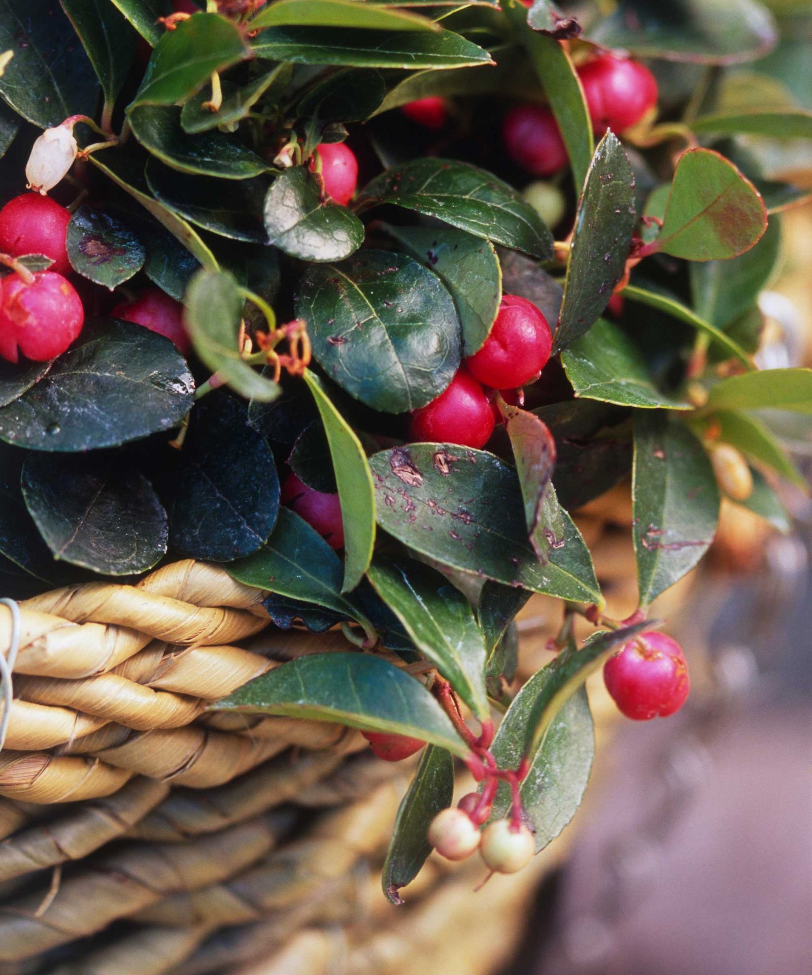 Best plants for winter hanging baskets 16 seasonal picks Gardeningetc