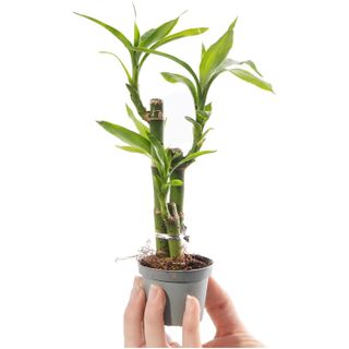 Baby Lucky Bamboo Plant - Dracaena Sanderiana Small Indoor Houseplant