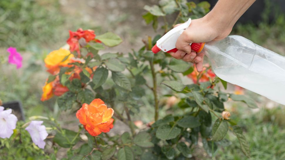 7 ways to repel aphids in your yard | Tom's Guide