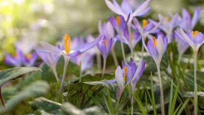 Crocus flower growing in the garden