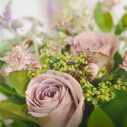 Pink roses