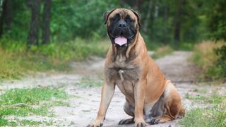 Bullmastiff