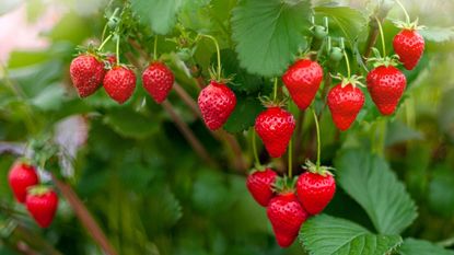 Close-up image of the vibrant red coloured Strawberries growing in the summer sunshine 