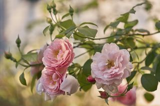 pink roses in bloom