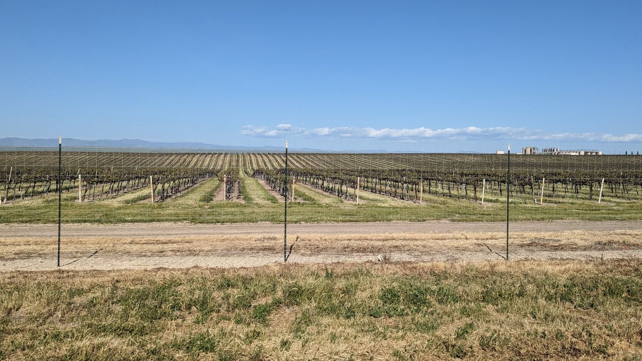 windy Vineyard in central california
