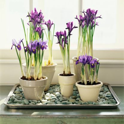 Pebble tray with potted irises on top 
