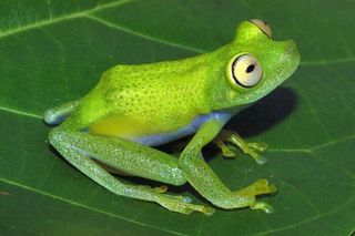 amazon-green-frog-101025