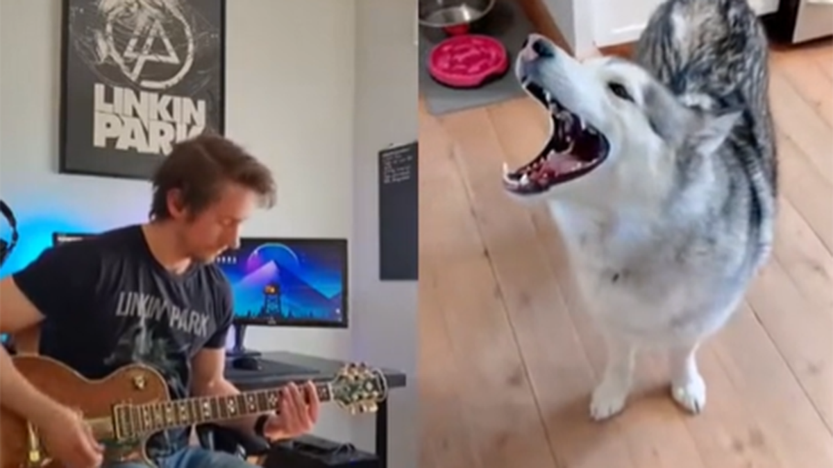 Watch this husky scream along to Linkin Park's Given Up because... just because