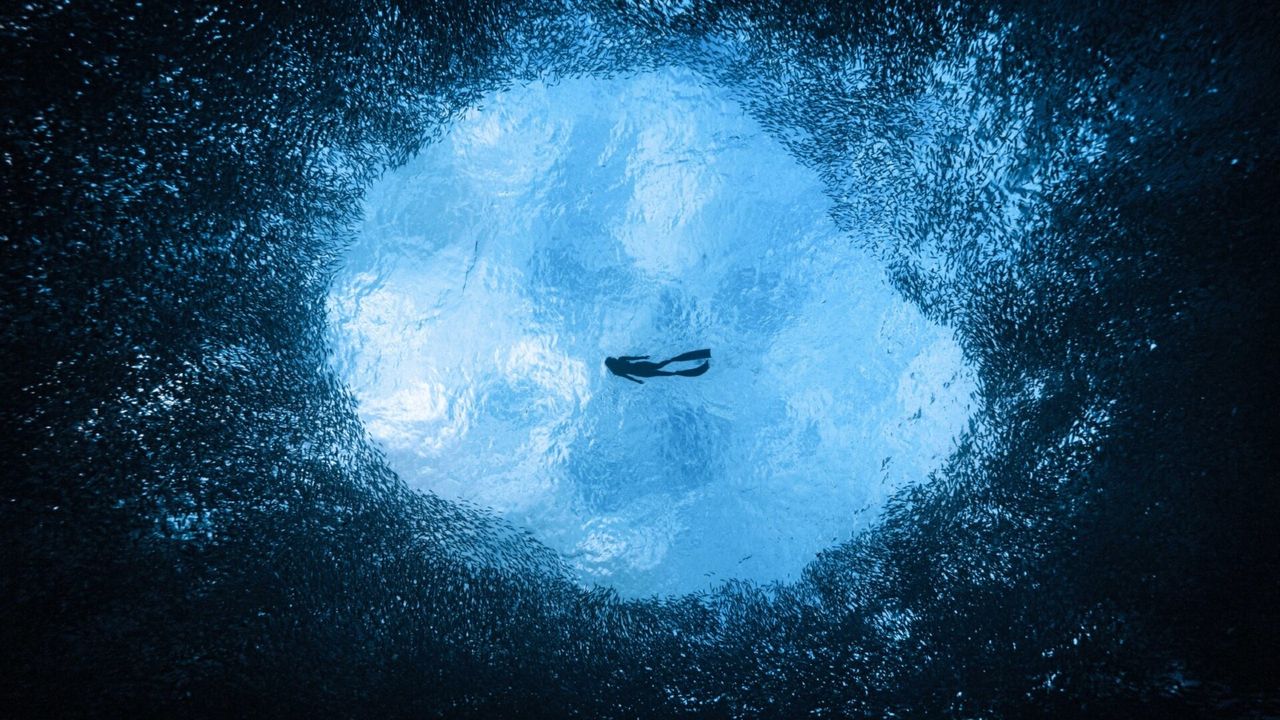 A scuba diver swimming through a school of fish