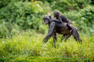 We see a bonobo parent carrying its baby piggyback in the tall grass.