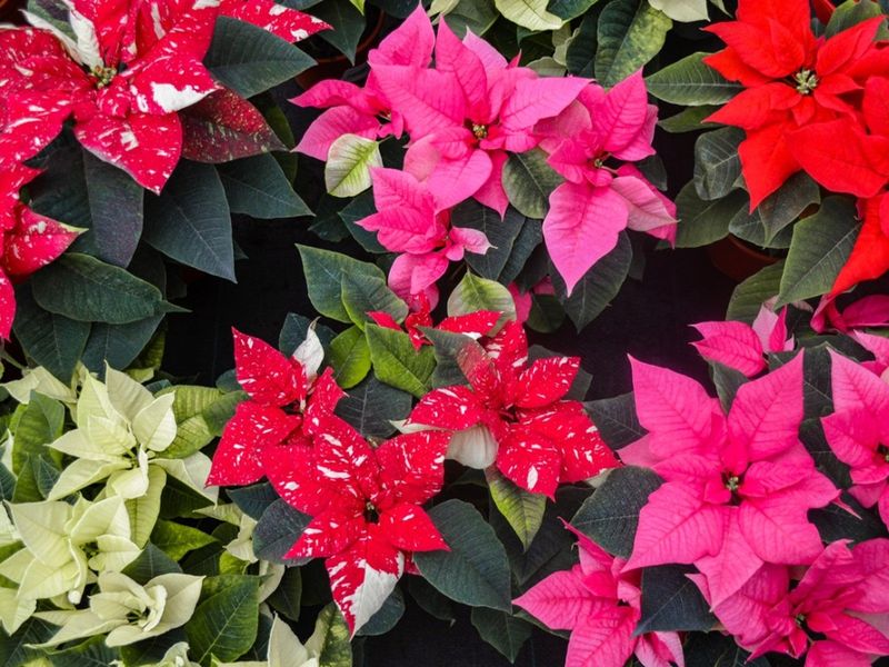 Tips & Information about Poinsettia Gardening Know How