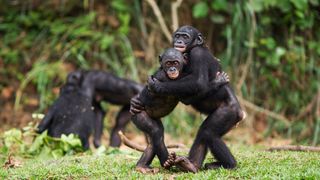 Two bonobo juveniles hug each other at Lola ya Bonobo Sanctuary.