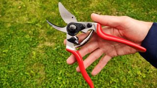 Felco 6 Bypass Pruner being tested by writer