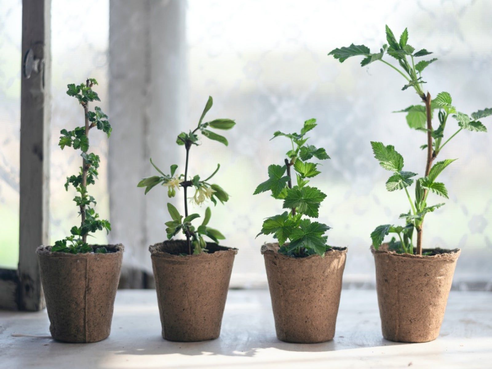 Berry Container Grow Growing Berries In Containers - Learn About Non-Traditional Container ...