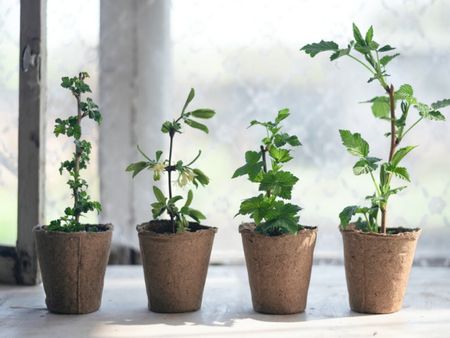 Berries Growing In Containers