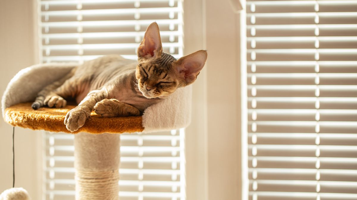 32 facts about Devon Rex cats | PetsRadar