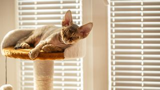 Devon rex cat sleeping on cat perch at home