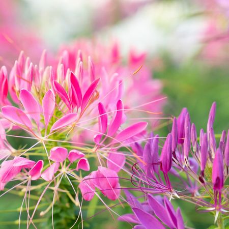 Pink and purple cleome flowers