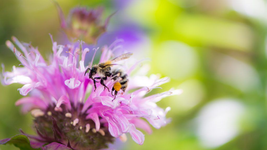 A bee on a purple bergamot flower