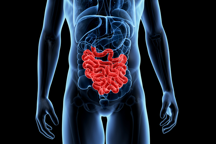 human large intestine function