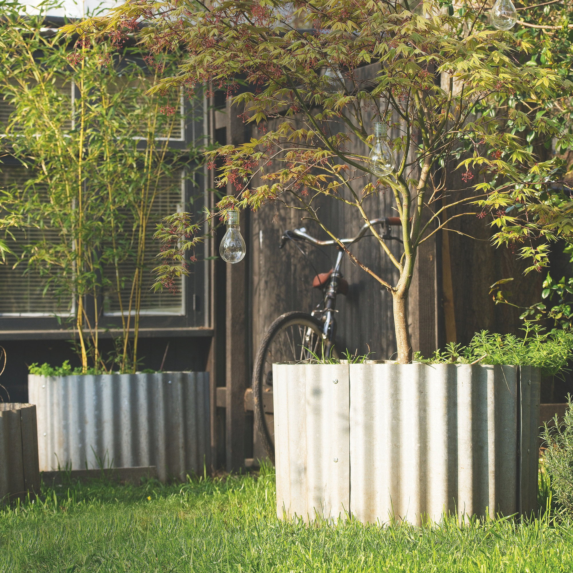  A small tree in a large pot by a shed with lightbulbs strung up in the branches