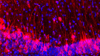 Microscopic image of mouse and rat brain cells shows cells labeled in red and blue on dark background